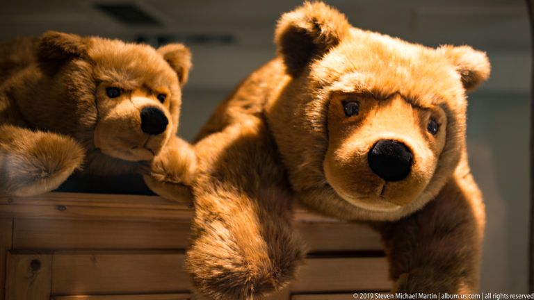 Two large realistic plush brown bears leaning over a wooden display under warm shop lighting.