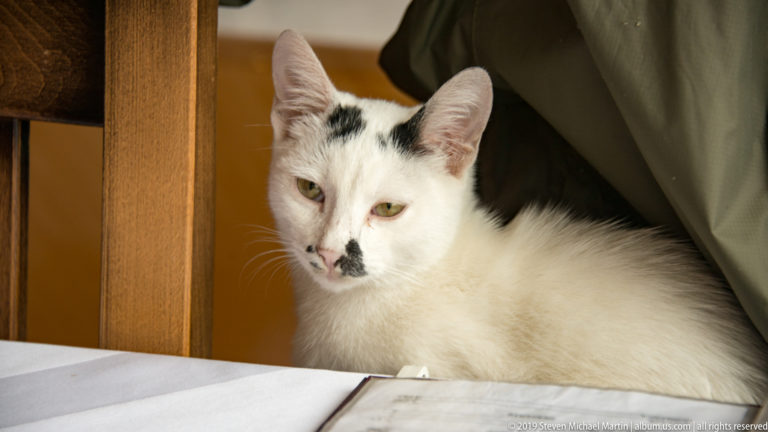 Close view of a white cat with black markings resting beside the edge of a restaurant table.