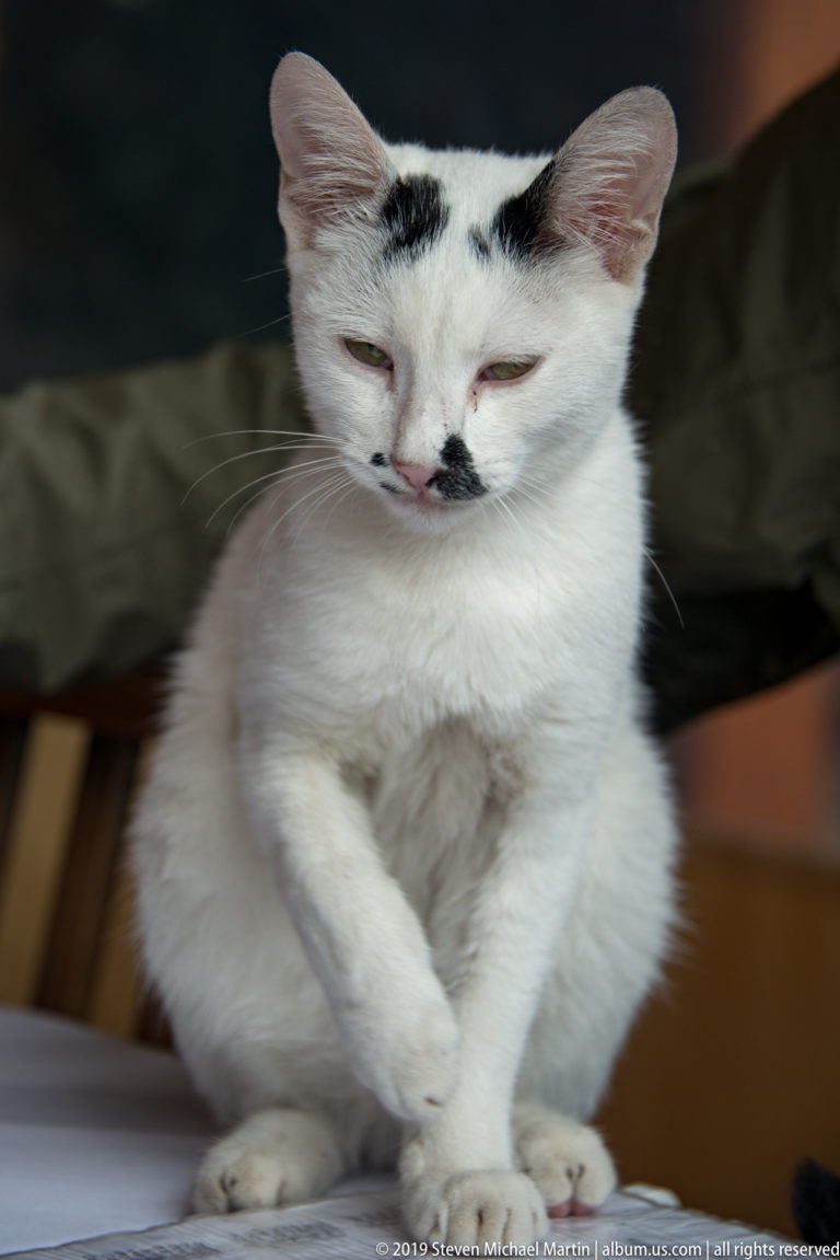 Close portrait of a seated white cat with black forehead and moustache-like muzzle markings.