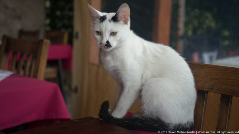 White cat with black forehead and muzzle markings perched on a wooden restaurant chair.