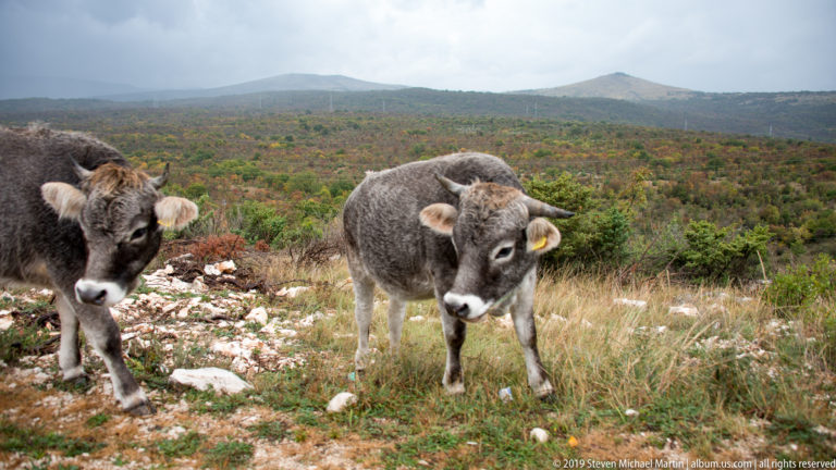 Two gray cows stand among pale limestone rocks and scrub on an open autumn hillside.