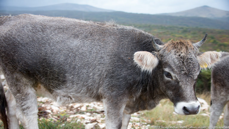 Gray horned cow stands on rocky pasture with low mountains blurred in the background.