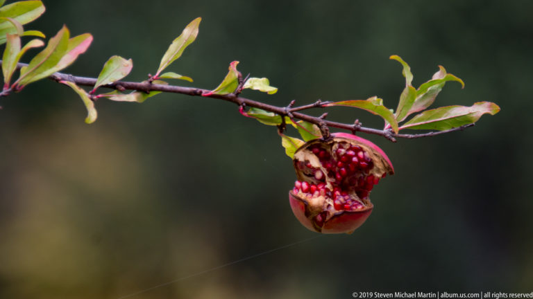 Split pomegranate hangs from a thin branch, exposing clusters of glossy red seeds against a dark background.