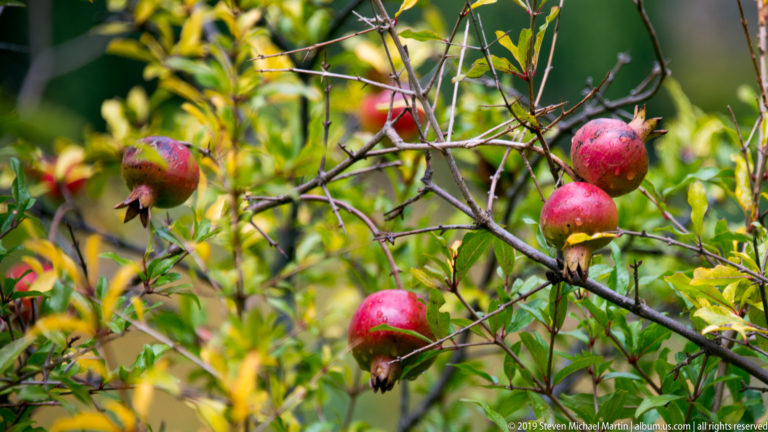 Several ripe red pomegranates hang from thin branches among green and yellow autumn leaves.