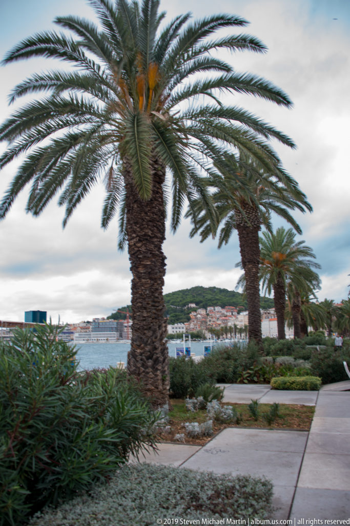 Two large palms beside a paved waterfront path with low plantings and harbor visible beyond.