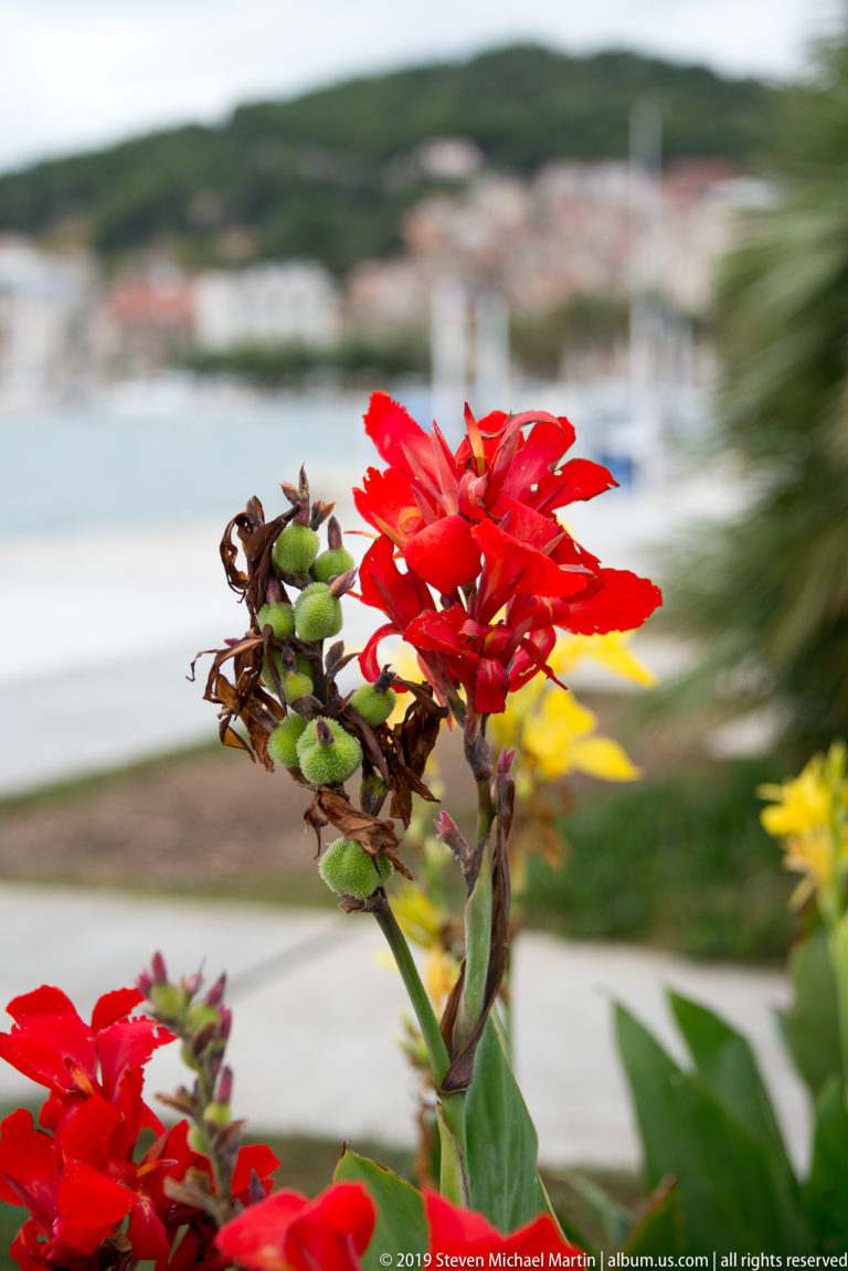 Close-up of vivid red flowers and green seed pods with Split’s waterfront blurred in the background.