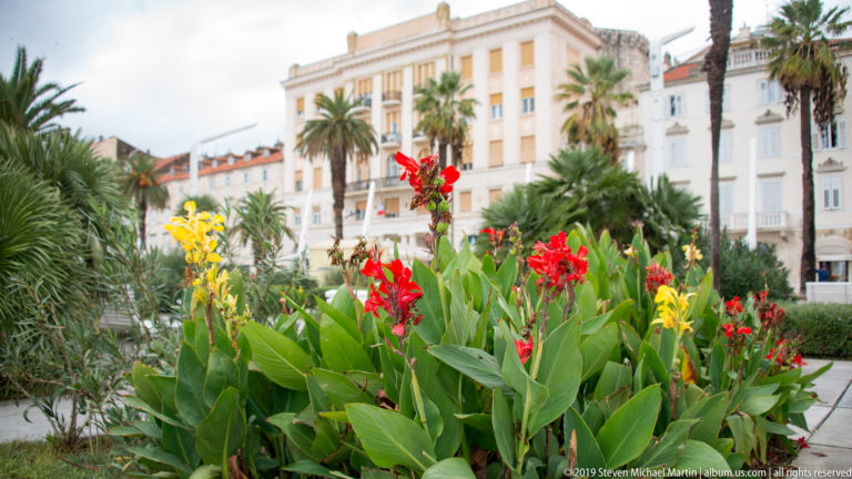 Red and yellow flowering plants in a landscaped bed with palms and waterfront buildings behind.