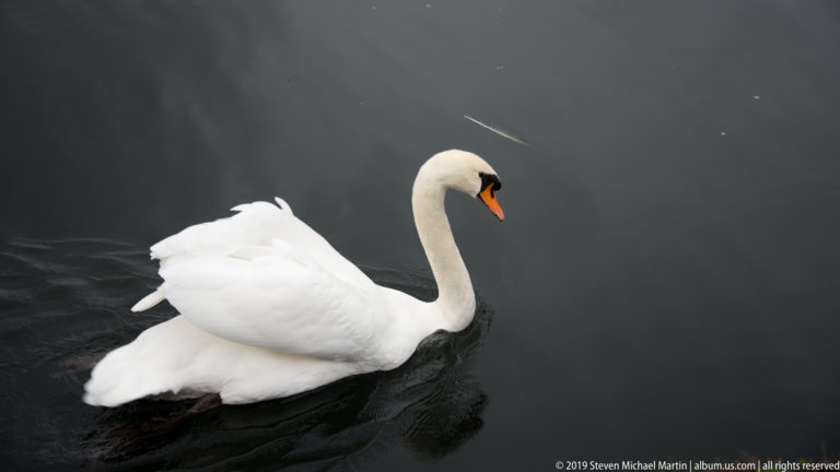 White mute swan with orange-and-black bill swimming across dark water, its neck curved in an S shape.