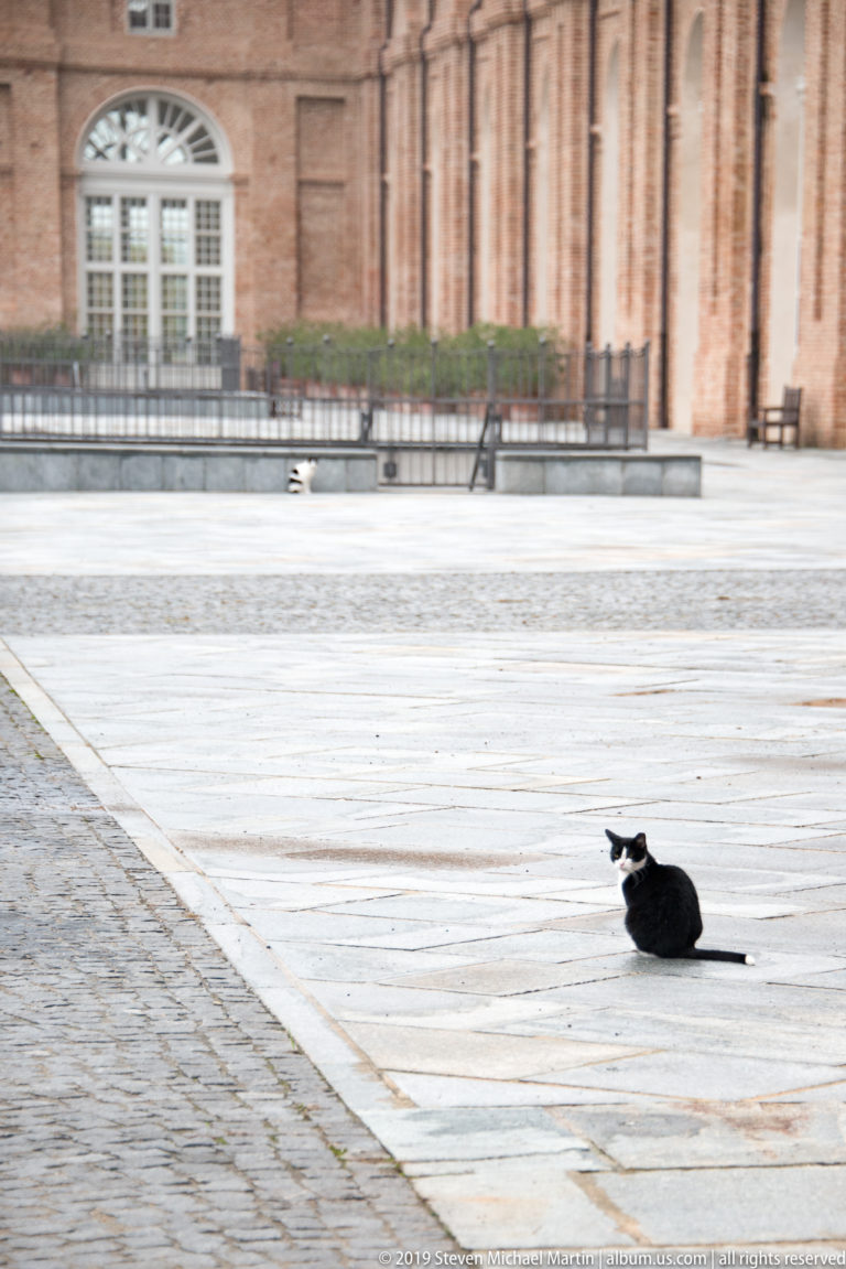 Black-and-white cat resting alone on broad pale stone paving with blurred palace brickwork behind.