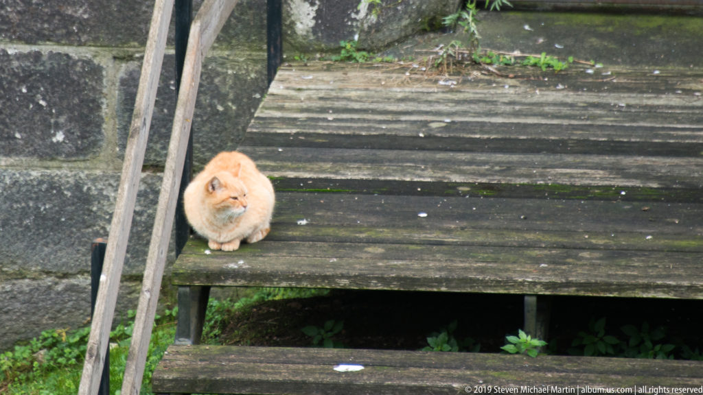 Ginger domestic cat sitting on a weathered wooden platform beside damp paving and vegetation near Castello Sforzesco.