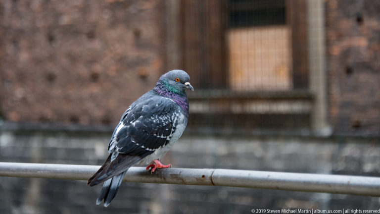 Gray rock pigeon with iridescent neck feathers perched on a metal rail, with Castello Sforzesco brickwork blurred behind.