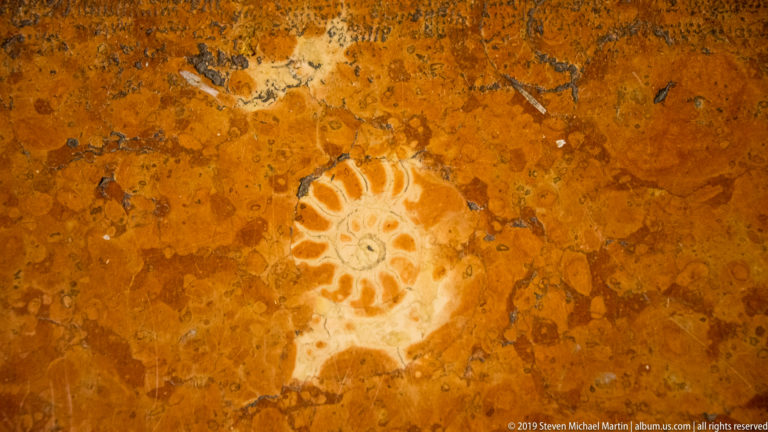 Close-up of a pale spiral fossil embedded in polished reddish stone.