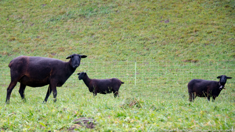 Three black sheep, including a smaller lamb, standing in a fenced green hillside pasture.