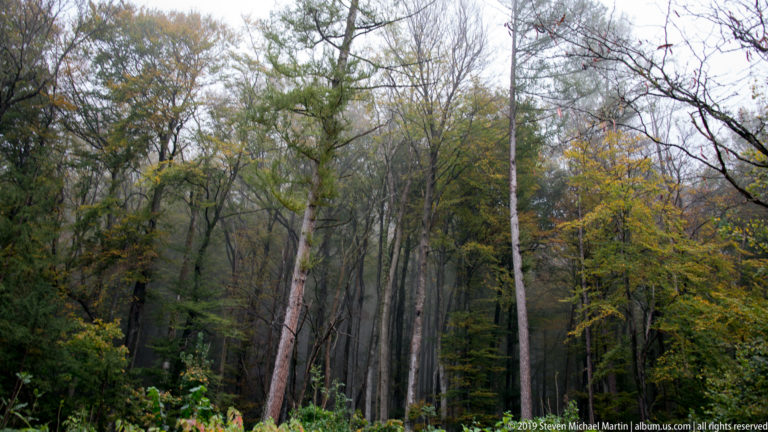 Dense autumn woodland with tall slender trunks and one prominent pale tree leaning through green-yellow foliage.