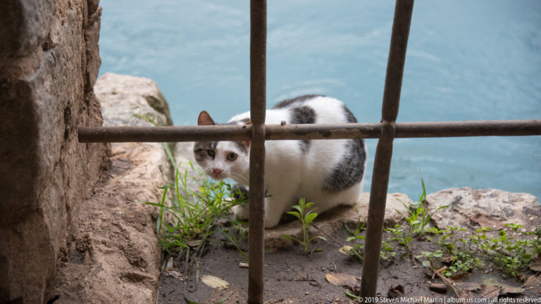 White-and-gray cat crouching behind a rusted iron railing beside blue-green water in Kotor.