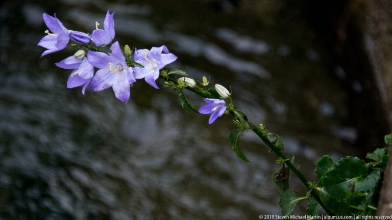 Violet-blue bell-shaped flowers and green buds growing beside dark weathered stone in Kotor.