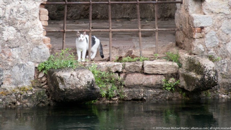 Black-and-white cat standing on stones beside a barred wall opening above green water.