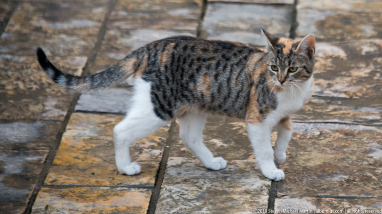 Tabby-and-white cat walking across worn stone paving and looking toward the camera in Kotor Old Town.