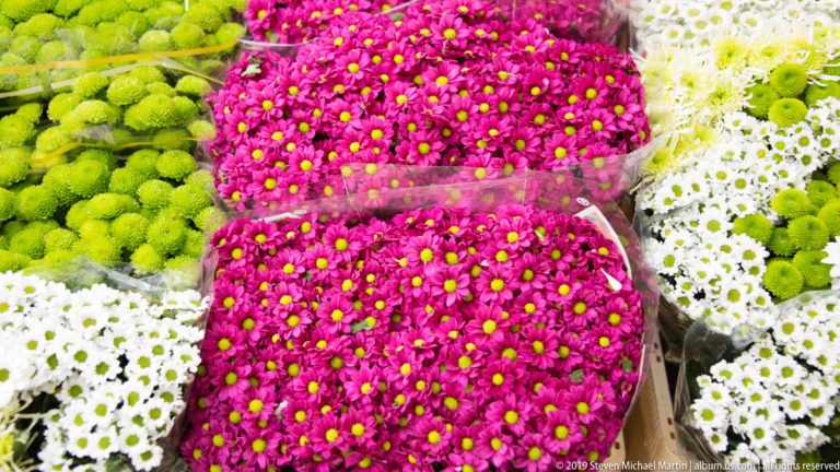 Bright magenta chrysanthemums displayed between white blossoms and rounded green flowers at a market stall.