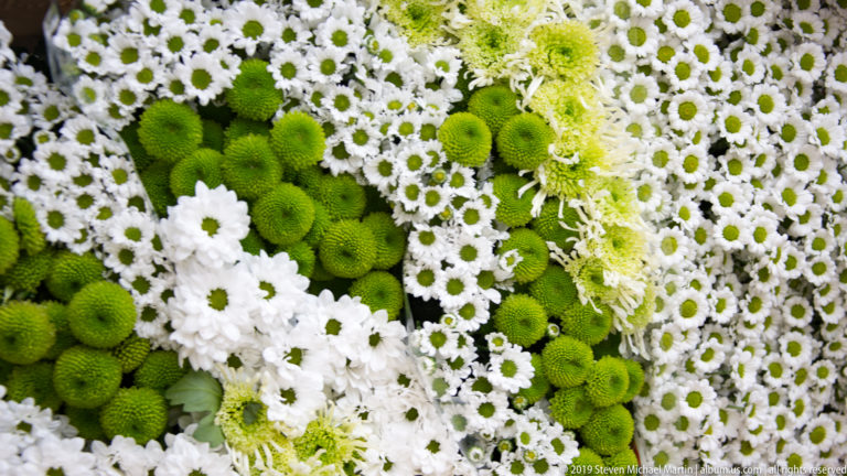 Close-up of densely packed white and green chrysanthemums at a market stall.
