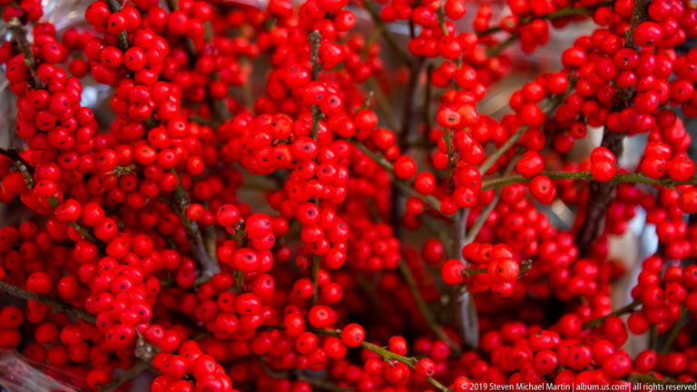 Bright red berries clustered densely along dark branching stems.