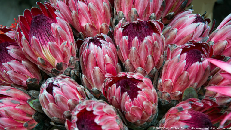 Cluster of pink protea flower heads with pointed overlapping bracts and dark burgundy centers.