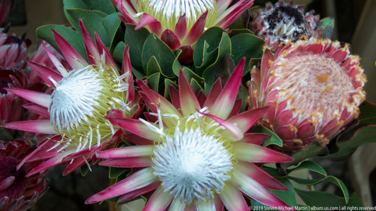 Mixed protea flowers with white centers, pink pointed bracts, thick green leaves, and a larger cream-and-rose bloom.