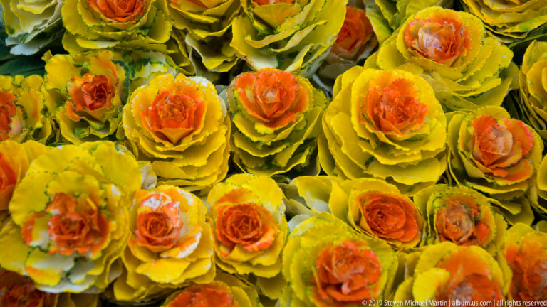 Dense arrangement of yellow-green ornamental cabbages with orange and coral centers forming repeated rosettes.