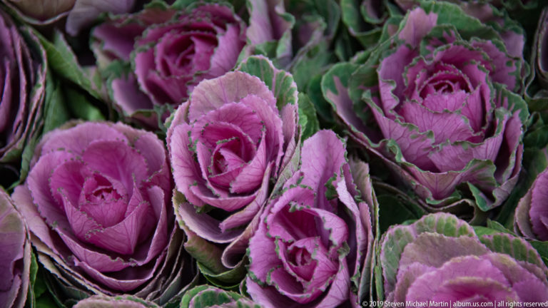 Cluster of purple and green ornamental cabbages with tightly layered rosette-shaped leaves.