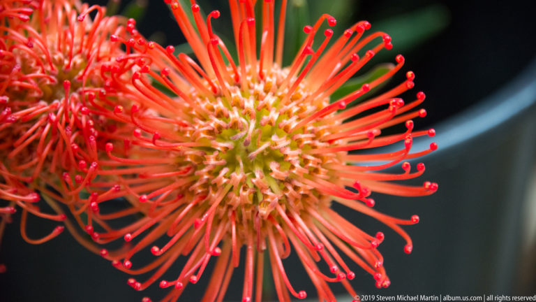 Close-up of a red-orange pincushion flower with long radiating styles tipped by small rounded red knobs.