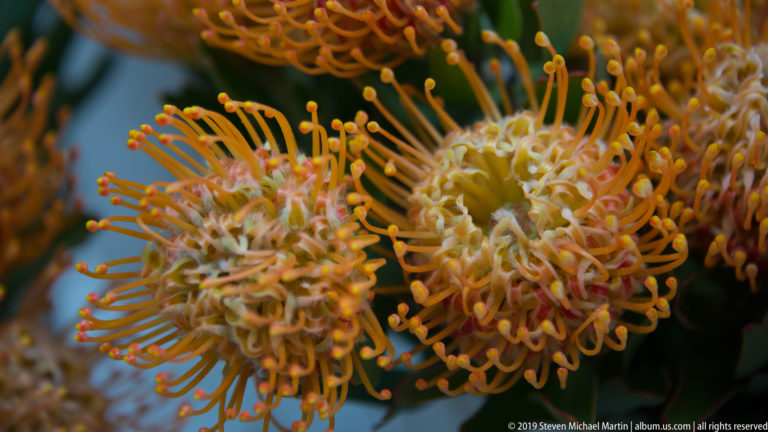 Macro view of an orange pincushion-type flower with many slender curling styles and rounded tips.