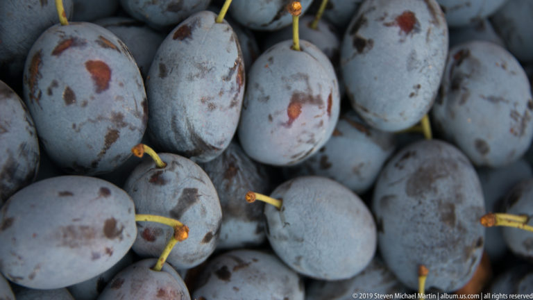 Close-up of oval blue-purple plums with natural bloom, reddish patches, and short green stems.