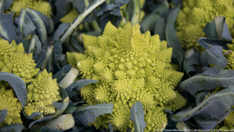 Close view of lime-green Romanesco broccoli heads with pointed spiral florets surrounded by blue-green leaves.