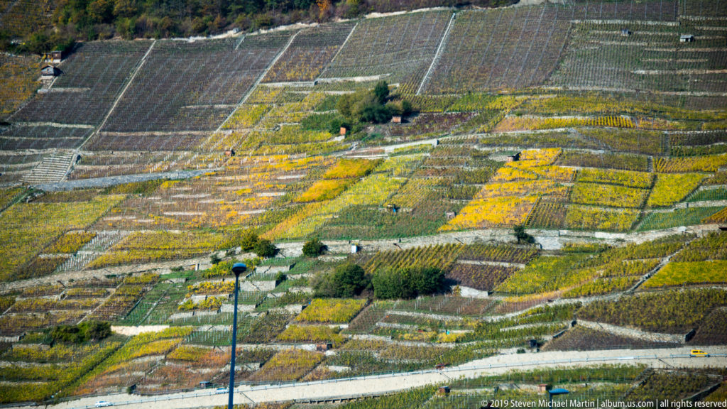 Wide hillside view of green and yellow vineyard terraces near Martigny, divided by pale walls and roads around a small tree cluster.
