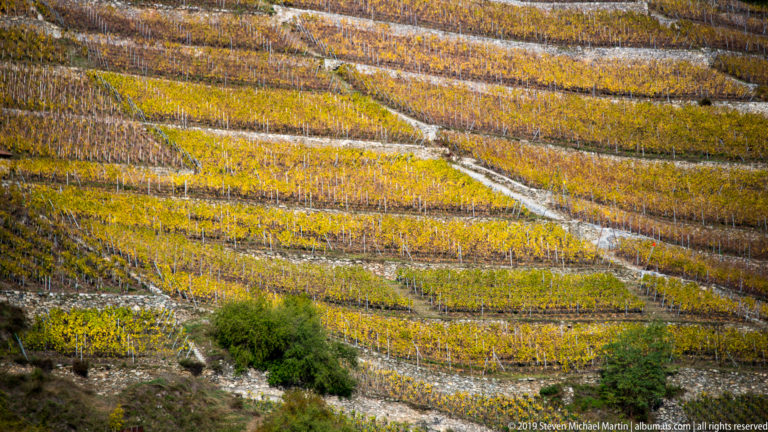 Close landscape view of golden and rust-colored vineyard rows divided by pale tracks and retaining lines on a hillside.