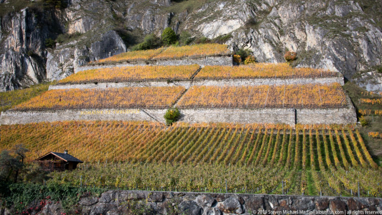 Golden autumn vineyard rows on steep stone-walled terraces below rocky Alpine cliffs, with a small shelter.