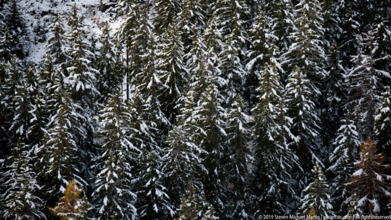 Dense conifer forest coated with fresh snow, with a few golden larches among the dark trees.