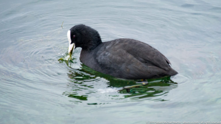 Eurasian coot with black plumage and white bill floating on water while eating green aquatic vegetation.