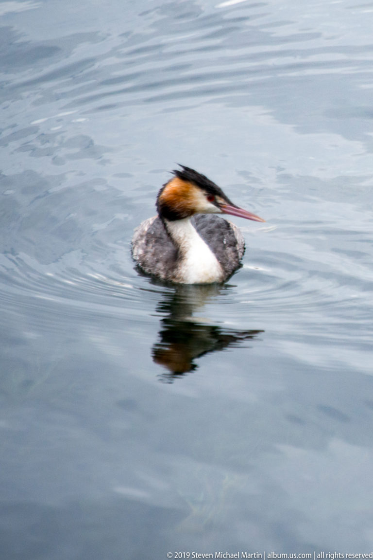 Great crested grebe swimming across gray-blue water, showing a dark crest, white neck, and chestnut facial ruff.