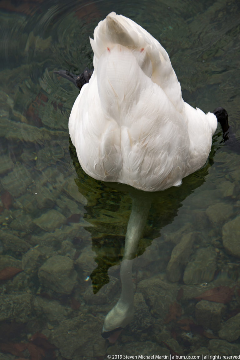 White mute swan upended in clear shallow water, with its back above the surface and neck reaching underwater to feed.
