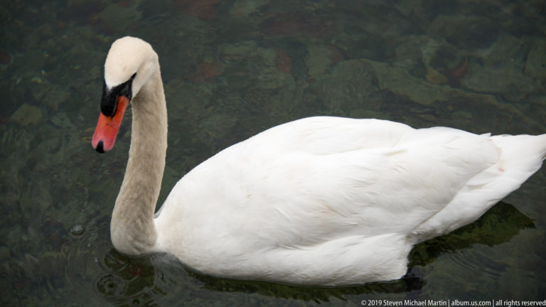 Adult mute swan gliding in clear water, with white plumage, curved neck, orange-red bill, and black facial markings.