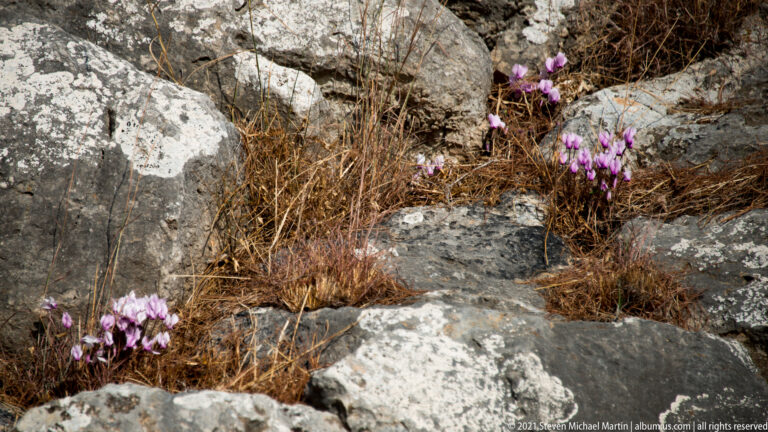 Pink cyclamen blossoms growing among dry grass and pale limestone rocks at the archaeological site.