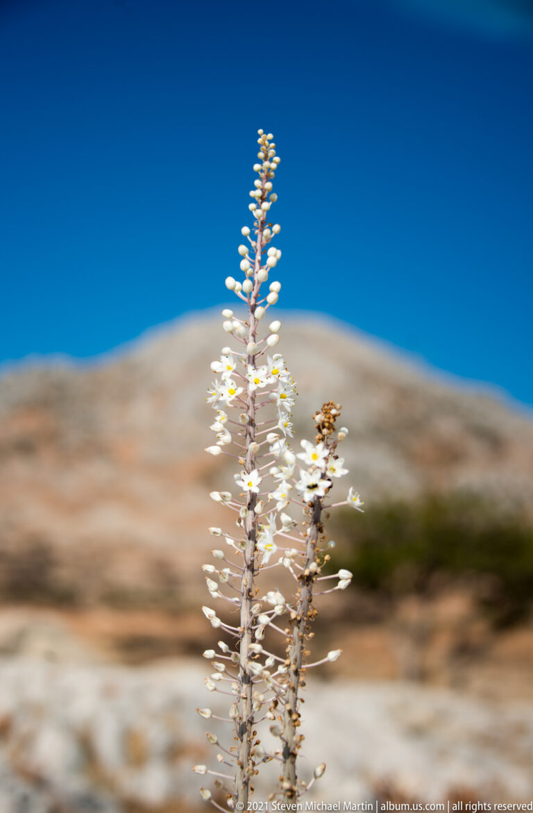 Slender spike of small white flowers in sharp focus against a blurred dry hillside and blue sky.