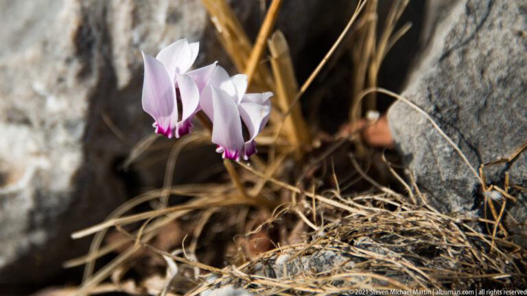 Two pink-and-white cyclamen flowers growing among dry grass and limestone rocks at Mycenae.