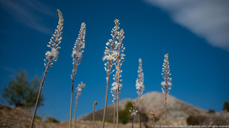 Tall slender spikes of small white flowers against a blurred mountain slope and deep blue sky.