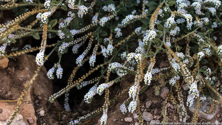Clusters of tiny white flowers with yellow centers on curled spikes growing among rocks and gray-green foliage.