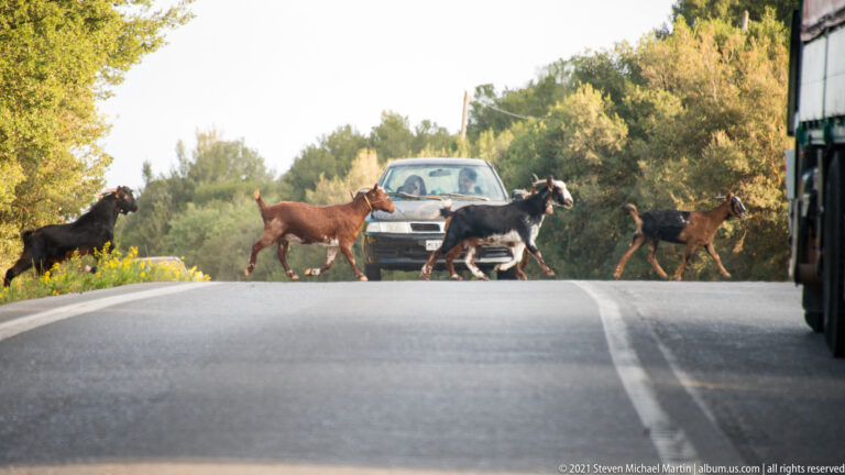 Goats cross a paved road in front of a waiting car on the wooded approach to Mystras.