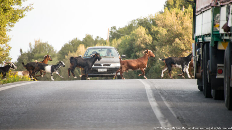 Goats move across a paved road between a waiting car and a larger vehicle near Mystras.