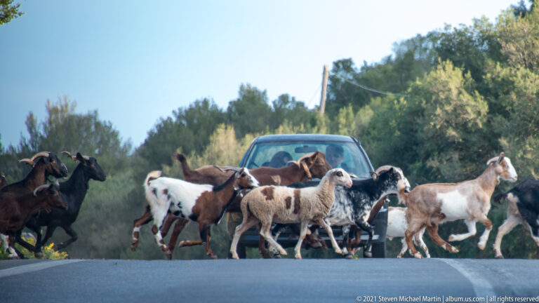 Dense herd of goats crosses directly in front of a stopped car on the road to Mystras.