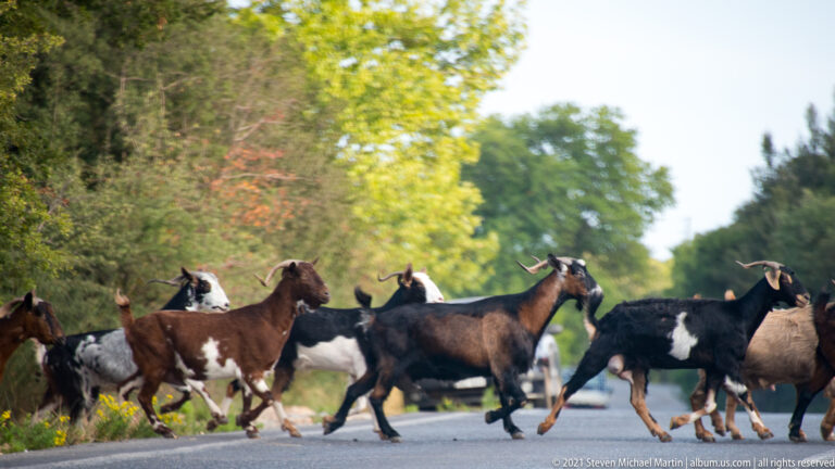 Several black, brown, and white goats walk across a wooded paved road near Mystras.